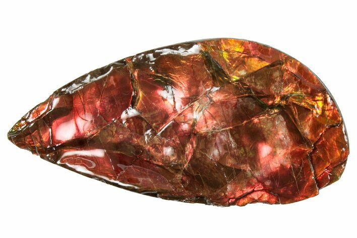 Flashy Ammolite (Fossil Ammonite Shell) - Brilliant Reds #357653